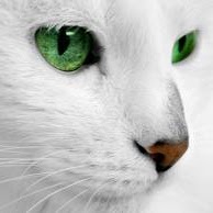 Diana Palmer Photo 36