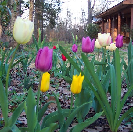 Carolyn Pope Photo 14