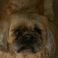 Sheree Taylor Photo 11