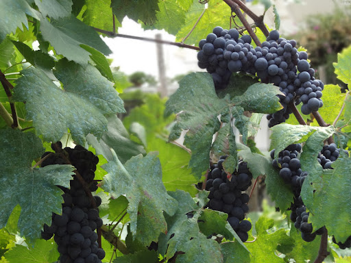 Karen Riddle Photo 17