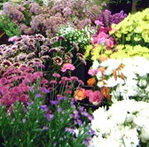 Anne Harvey Photo 32