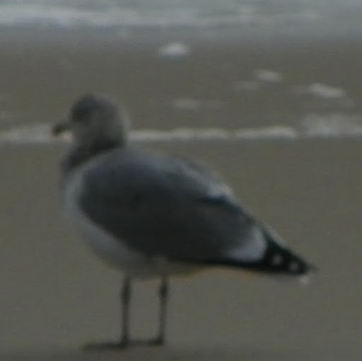 Susan Hollenbeck Photo 13