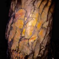 Timothy Mercer Photo 22