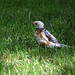 Robin Stilwell Photo 15