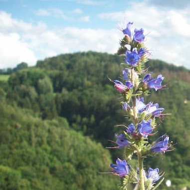 Susan Mcclellan Photo 12