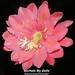 Don Burnett Photo 3