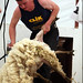 Mark Shears Photo 11