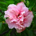 Gayle Hoffman Photo 25