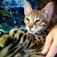 Darlene Collins Photo 18