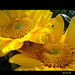 Bobbie Moon Photo 14