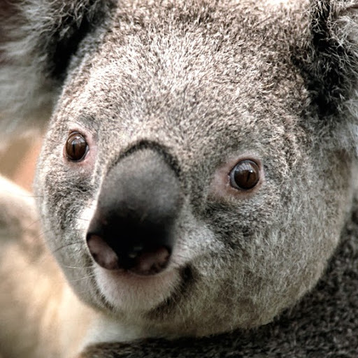 Brian Noble Photo 36 Brian Noble Photo 36