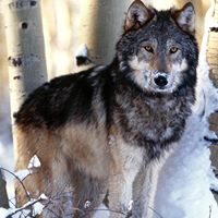 Eugene Bowman Photo 15