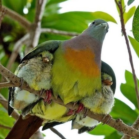 Ronnie Matthews Photo 38