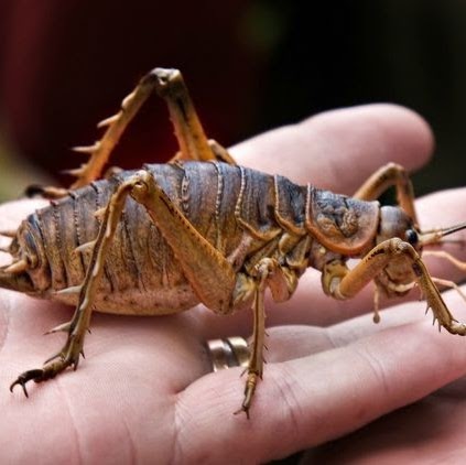 Steven Wyatt Photo 17