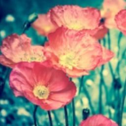 Julie Riddle Photo 22