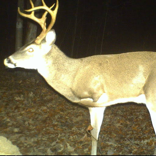 Ronald Foley Photo 3