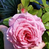 Lea Rickert Photo 7