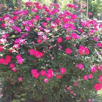 Vickie Pickering Photo 2