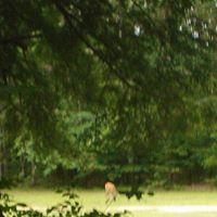 Debbie Mcgowen Photo 4