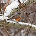 Robin O'Neil Photo 9
