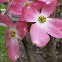 Charlotte Greene Photo 15