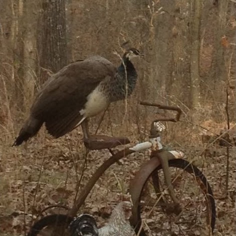 Julie Heinrich Photo 29