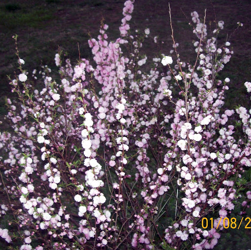 Shellie Robinson Photo 21