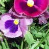 Roberta Mccormack Photo 2