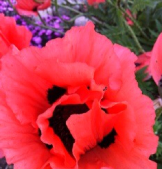 Karen Lind Photo 33