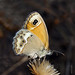 Ed Gunderson Photo 12