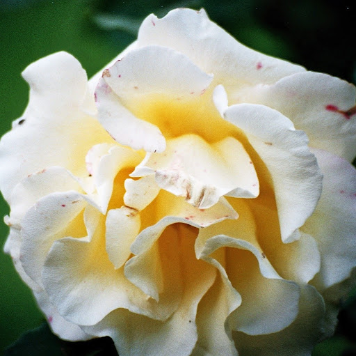 Daniel Steger Photo 6