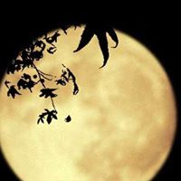 Susanna Cheng Photo 4