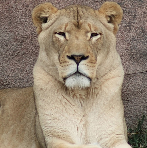 Lisa Moore Photo 21 Lisa Moore Photo 21