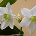 Kim Tieu Photo 14