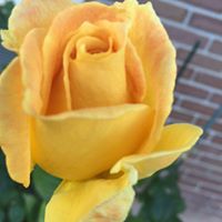 Julie Nester Photo 15