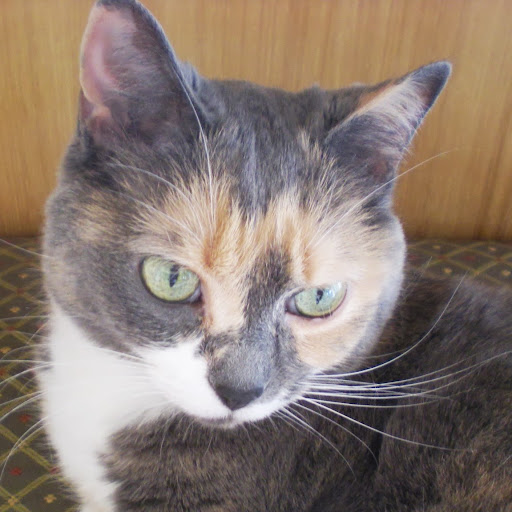 Carol Summers Photo 4 Carol Summers Photo 4