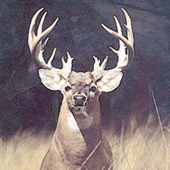 Kevin Johns Photo 38