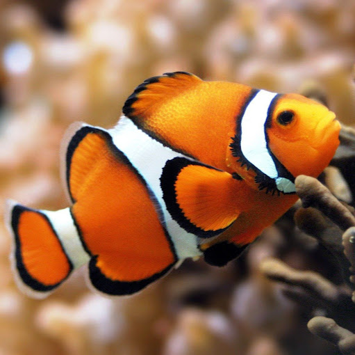 Brandon Brewer Photo 10