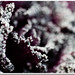 Cindy Frost Photo 38
