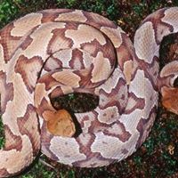 Elizabeth Keener Photo 29