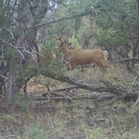 Tiffany Austin Photo 17