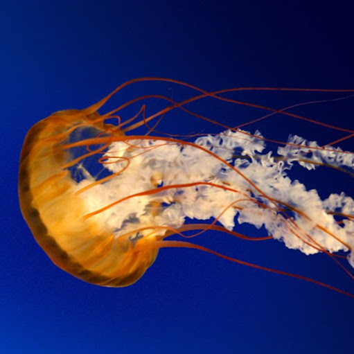 Richard Jacobsen Photo 34