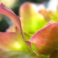 Carolyn Key Photo 35