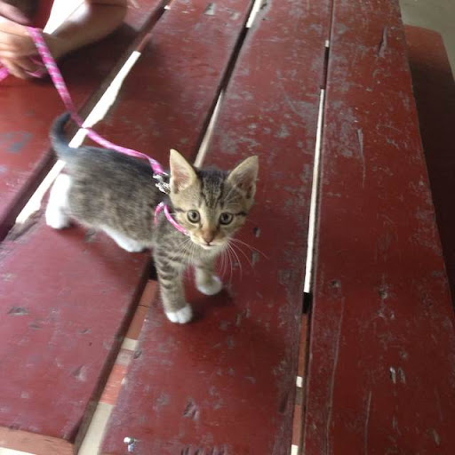 David Mcdevitt Photo 14