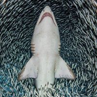 Jeffrey Snyder Photo 33