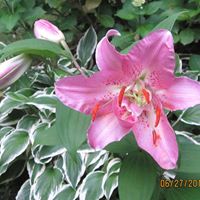 Lorraine Lang Photo 25