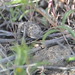 Robert Geer Photo 17