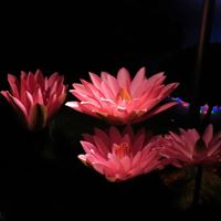 Patricia Power Photo 14