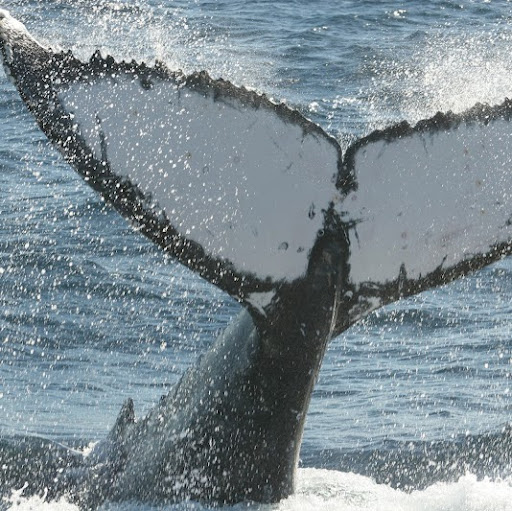 Cathy Mccarthy Photo 6