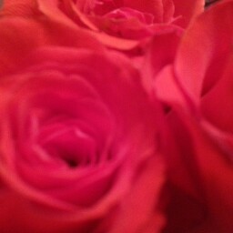 Susan Waugh Photo 37